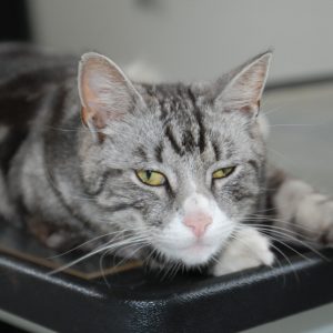 Kater Paul